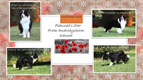 SONO ARRIVATI I CUCCIOLI DI HAZE E PIPER..! CUCCIOLO DISPONIBILE