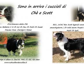 SONO ARRIVATI I CUCCIOLI DI CHE’ E SCOTT!!