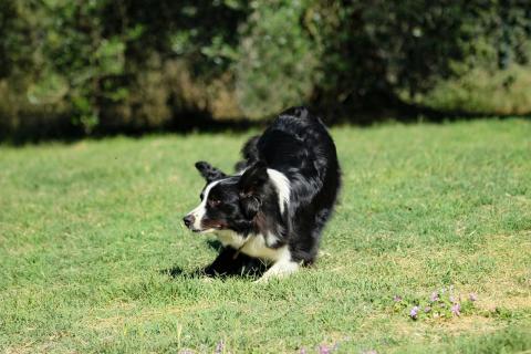 PIPER AT THE GATE OF DAWN di PARADISE COLLIE